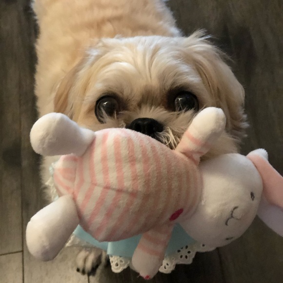 Meet your Posher, Mellow🐶 - Picture 1 of 1